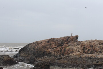 sea gull on the rock