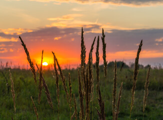 Obraz premium Silhouettes of spikelets of field grasses at sunrise