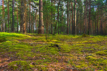 Obraz premium Tree trunks in the forest lit by the sun. Natural background 