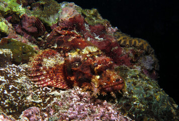 Naklejka na ściany i meble Bearded Scorpionfish camouflaged on rocks Cebu Philippines