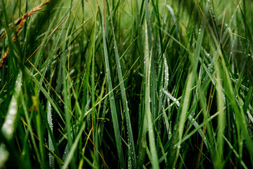 Fototapeta na wymiar beautiful green grass after rain
