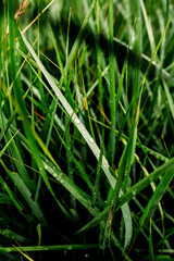 beautiful green grass after rain