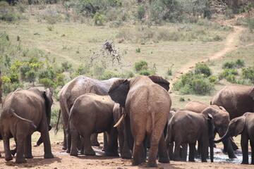 Elephant, Addo Elephant Park, Port Elizabeth, South Africa.