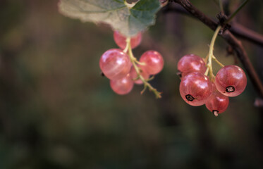 Pink currants growing in summer