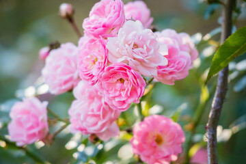 Naklejka na ściany i meble Beautiful pink roses flower in the garden
