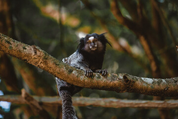 Callitrichidae monkey in Brazil forest