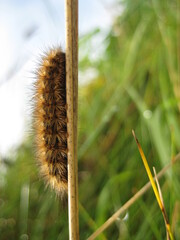 close up of caterpillar on a stalk