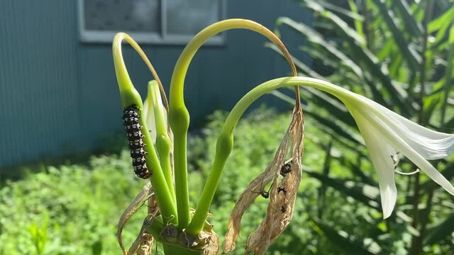 百合の花の茎に静止する毛虫。夏の日本の庭と草木、植物と生き物