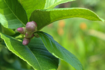 Obraz premium close up of a purple flower lemon 