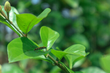 insect at green leaf on a green background