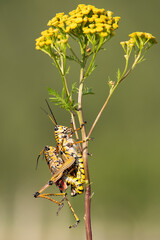 Florida Giant Orange Yellow Locust Lubber Grasshopper.