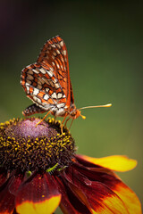 butterfly on flower