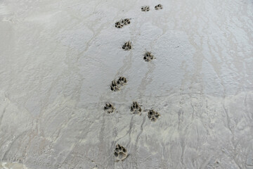Animal footprints on the cement wall