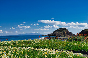 伊豆 下田の爪木崎に咲く水仙