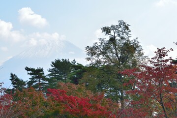 Landscape of Mount Fuji in Japan with colorful Autumn maple trees at Lane Kawaguchi