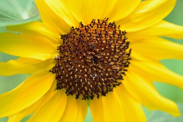 Macro details of
vibrant yellow Sunflower petals