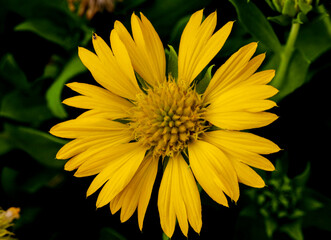 yellow flower in the garden
