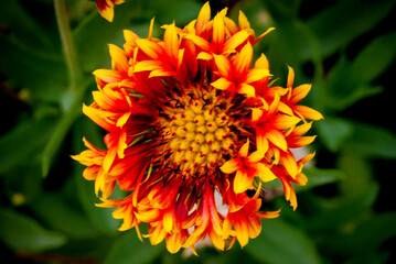 Pretty multi-colored flower macro view