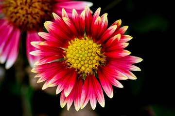 Pink Gaillardia Flower Close up