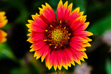 Multi colored flower macro view