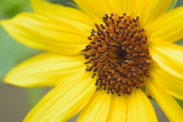Macro details of
vibrant yellow Sunflower petals