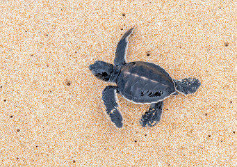 Newly-hatched sea turtle in Sri Lanka