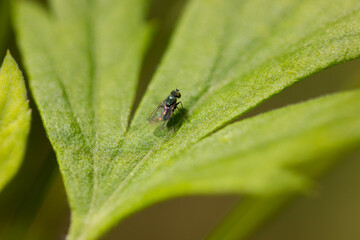 Fototapeta premium Small green fly on a green leaf, macro. A tiny green fly insect sitting on a green leaf of a plant in the sun, macro photo. 