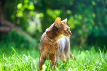 Abyssinian cat in collar, walking in juicy green grass. High quality advertising stock photo. Pets walking in the summer