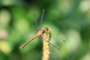 Common darter dragonfly on a plant, macro. An orange (yellow) colored common darter (Sympetrum striolatum) dragonlfy insect sitting on a plant in the sun, macro photo.