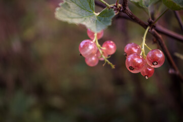 Pink currants growing in summer
