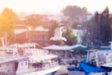 Seagulls flying in an old port of Greece.
