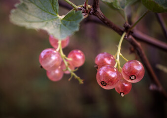 Pink currants growing in summer