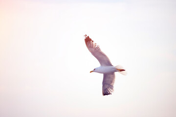 Fototapeta premium Seagull flying over the sky.