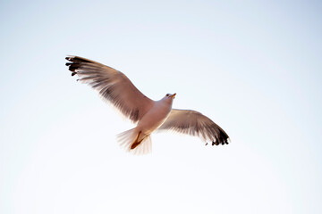 Seagull flying over the sky.