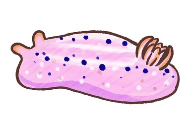 R：メルヘンな水族館 アオウミウシ３