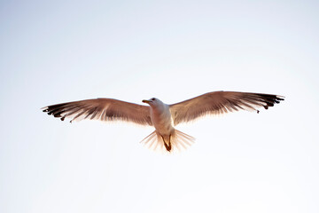 Seagull flying over the sky.