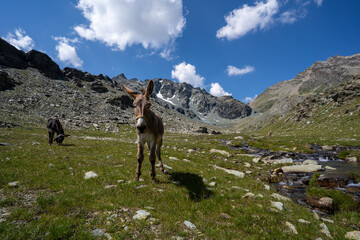 Wandern in der Lombardei Italien Sommer