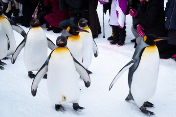 Parading Penguins at Asahiyama Zoo