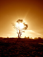 lonely tree silhouette in the sunset Carpenteria California
