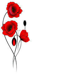 Red poppies with butterfly isolated on white background.