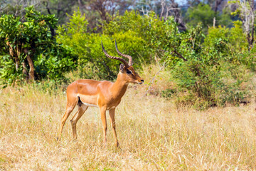 Naklejka na ściany i meble Impala - African antelope graze