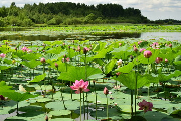 Lake with flowers. Komarov's lotus (Nelumbo Komarovii).