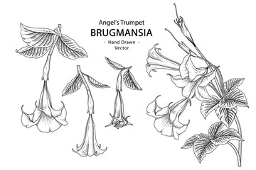Sketch Floral decorative set. Angel's Trumpet flower (Brugmansia) drawings. Black line art isolated on white backgrounds. Hand Drawn Botanical Illustrations. Elements vector.