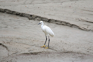 Snowy heron in sand