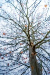 tree in autumn