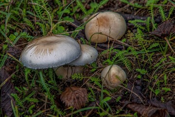 mushroom in the grass