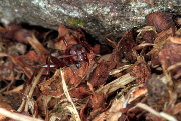 Ameise, Waldameise,  Formica rufa; Insect, Nutzinsekt, Thueringen, Deutschland, Europa