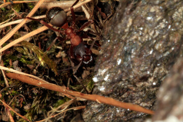 Ameise, Waldameise,  Formica rufa; Insect, Nutzinsekt, Thueringen, Deutschland, Europa