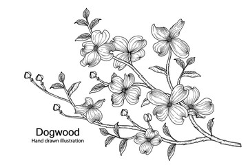 Sketch Floral decorative set. dogwood flower drawings. Black line art isolated on white backgrounds. Hand Drawn Botanical Illustrations. Elements vector.