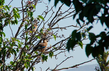  jay birds on a tree